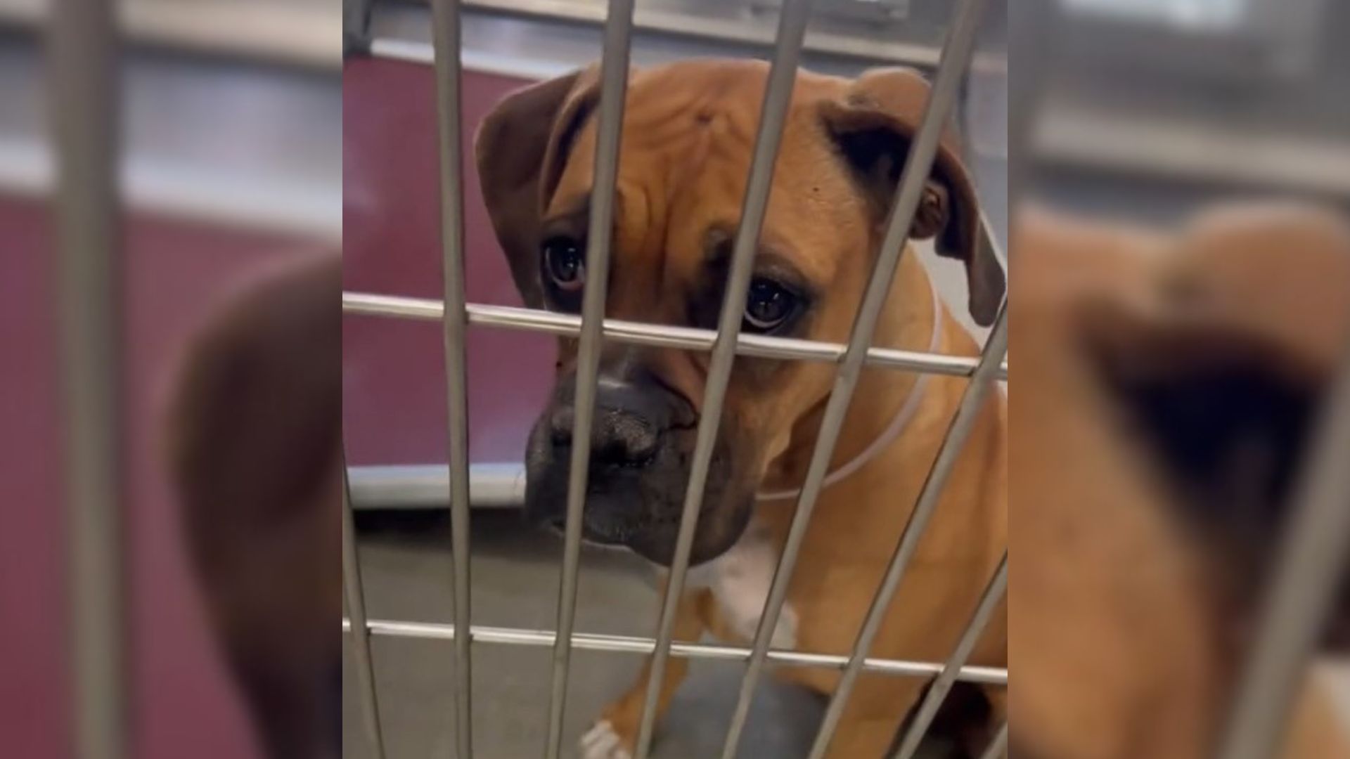 California Shelter Dog Enjoyed Her Day Out Before Her Scheduled Euthanasia And Then Her Destiny Changed