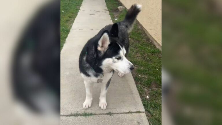 adopted dog
