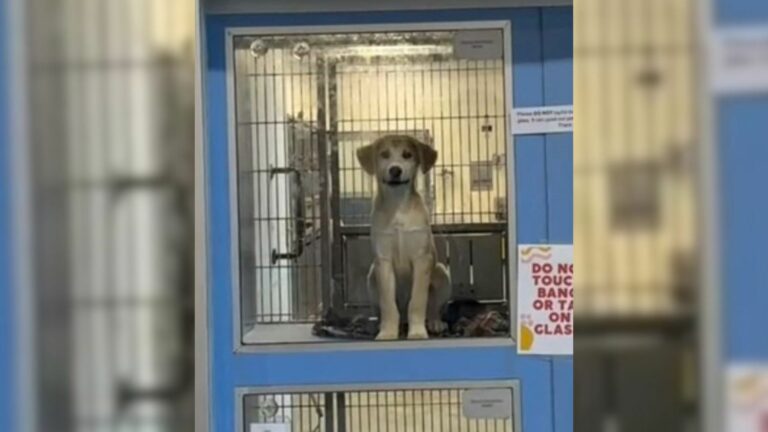 dog in shelter
