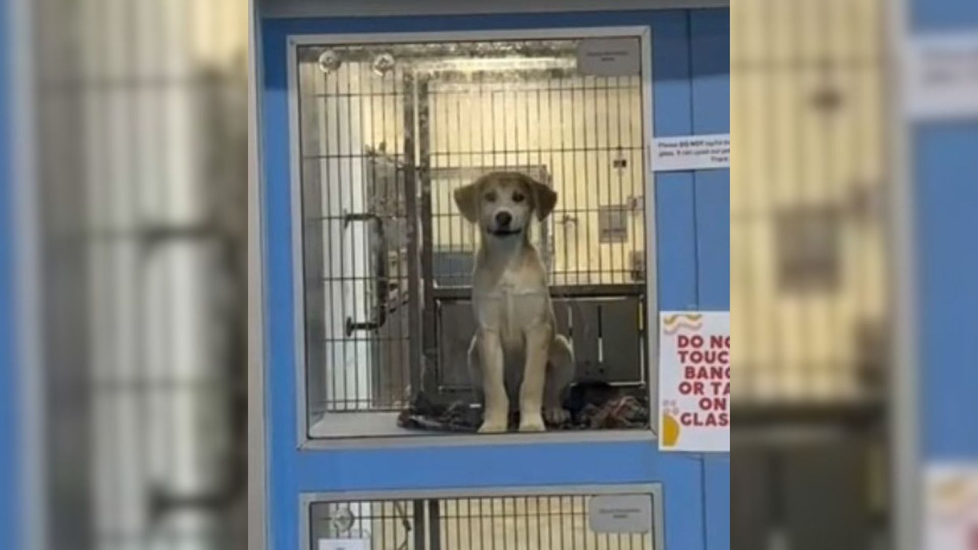 Couple Arrives At Texas Shelter Looking For A Chihuahua But Then Something Happened That Left Them Stunned