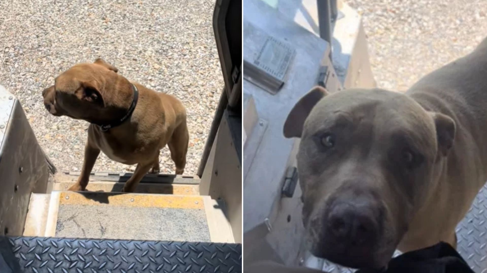 Dog And Texas UPS Driver’s Sweet Daily Routine Is The Internet’s New Favorite
