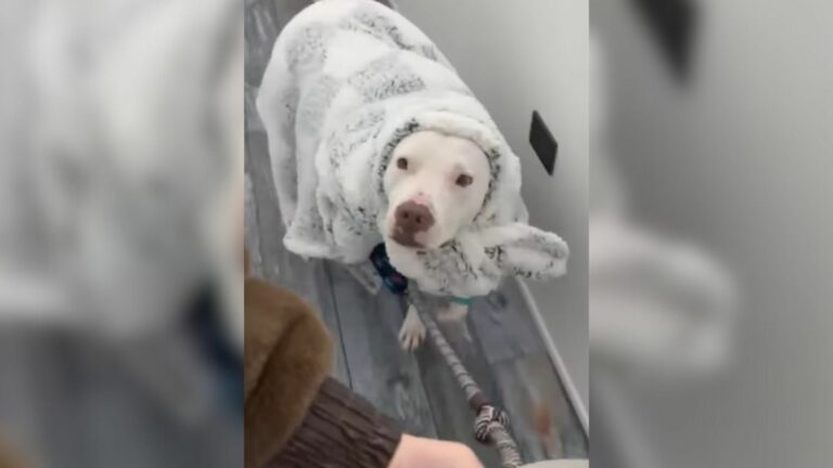 dog in blanket