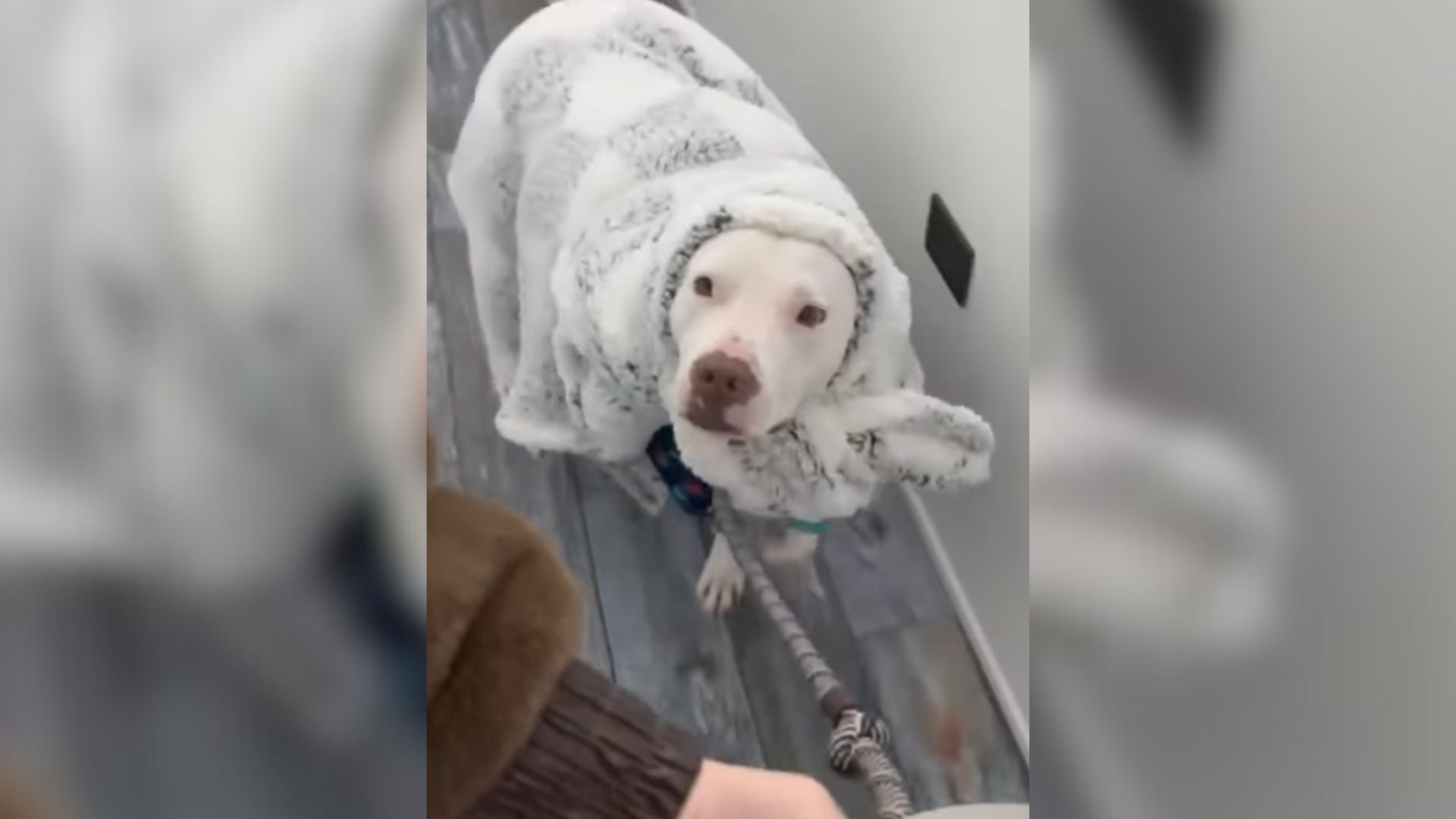 Dog In Blankie Preparing For His 314th Night At New York Shelter Leaves The Internet Sobbing