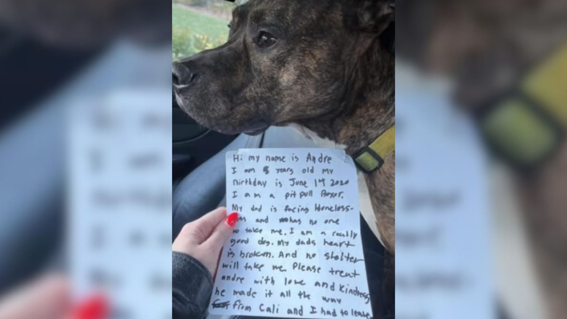 Dog Left In A Storm With Emotional Note From Former Owner Shocks Georgia Woman