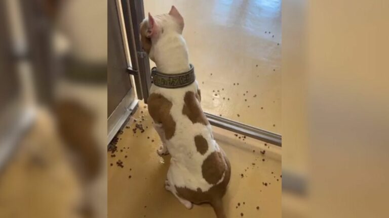 shelter dog