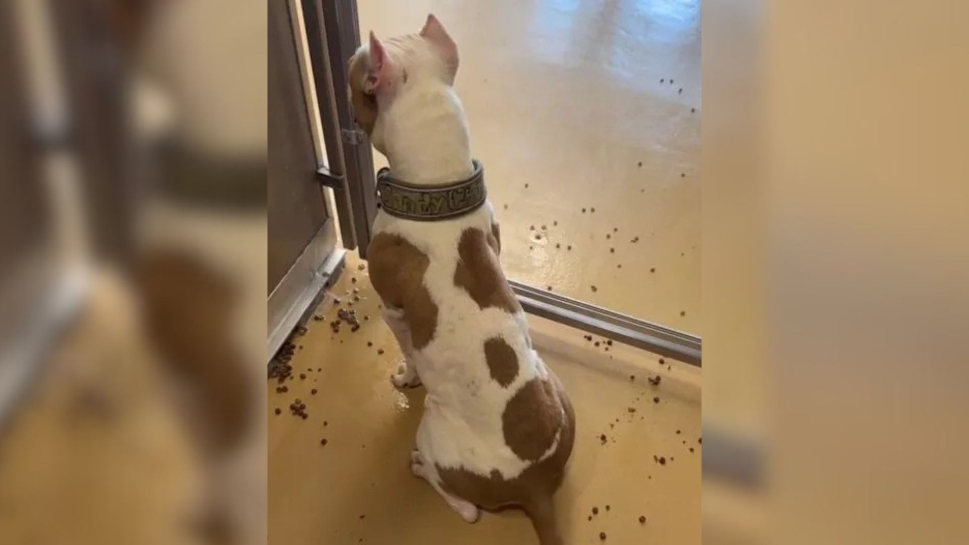 Dog Returned To Texas Shelter Watches Other Pups Get Adopted, Not Knowing ‘Her Time Is Up’