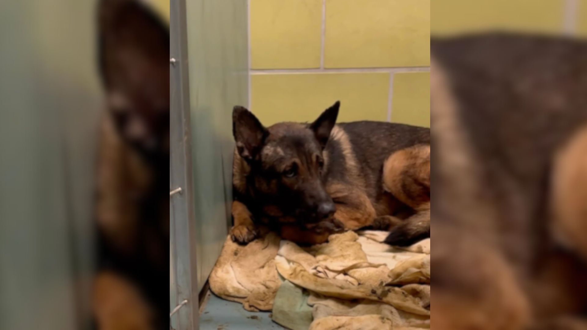 Dog Saved From Overcrowded New York Apartment Was Afraid To Move Until He Saw Familiar Faces