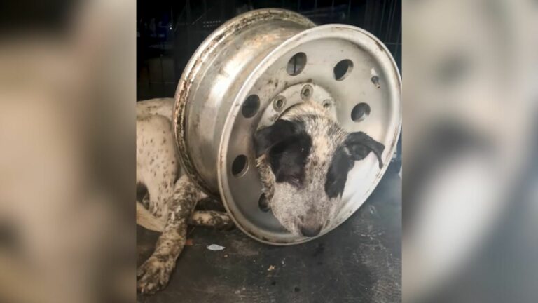 dog stuck in tire