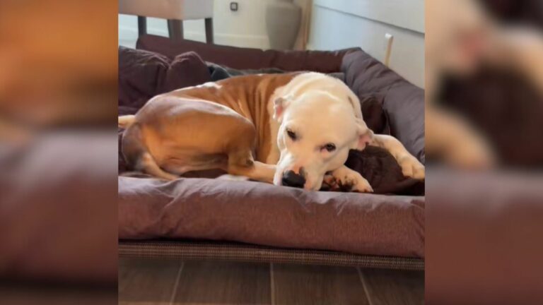dumped dog