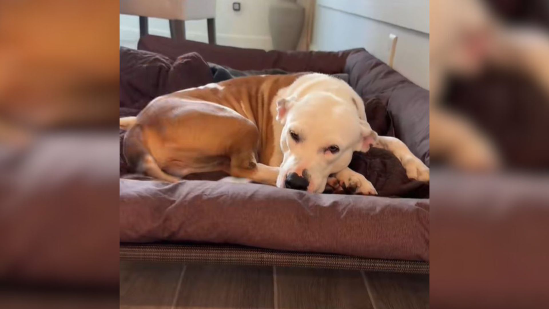 Dog Was Completely Withdrawn After Being Dumped, So A Couple From Florida Decided To Help