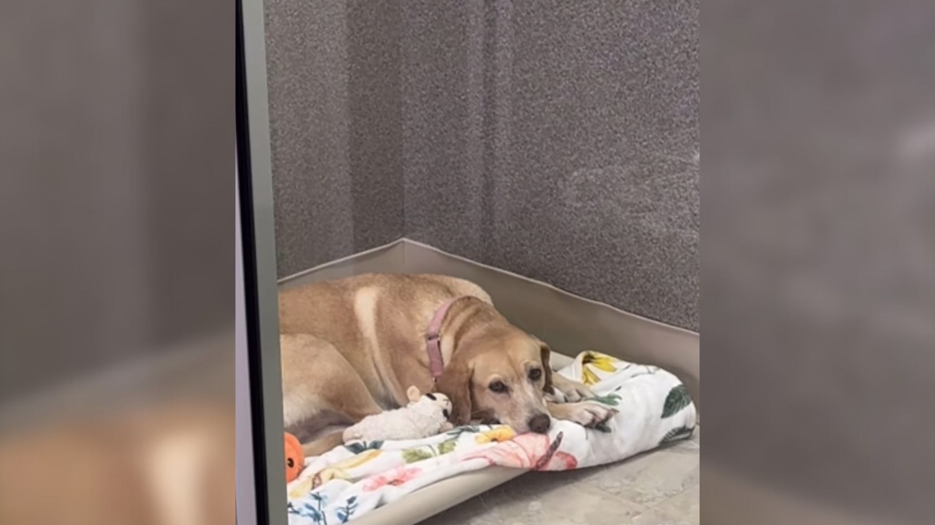 Dog With ‘Past Baggage’ Completely Ignored During Virginia Rescue’s Adoption Event