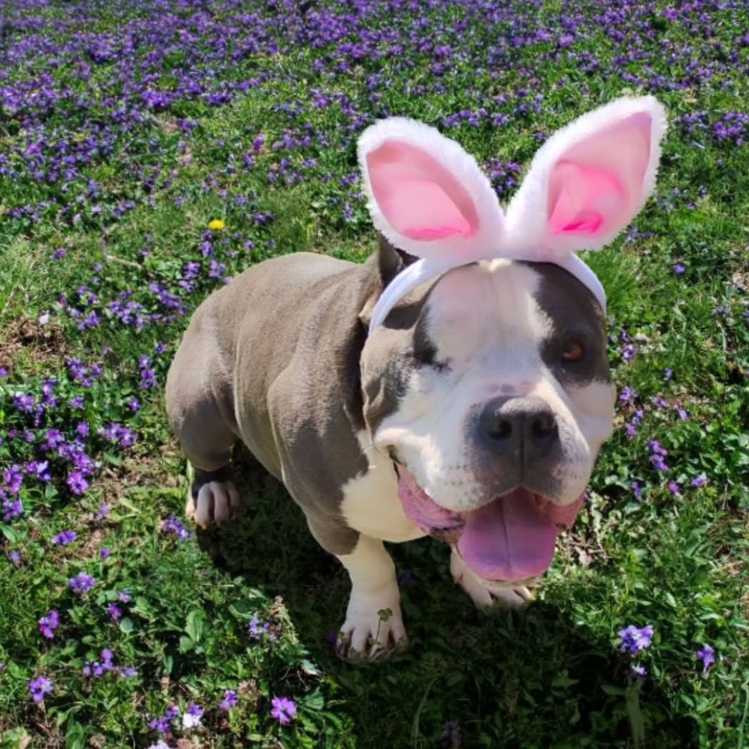 Dog with bunny ears