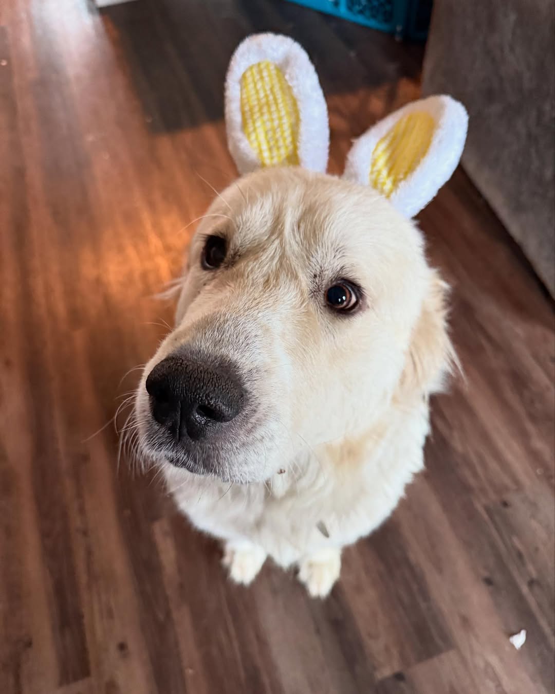 Dog with easter ears