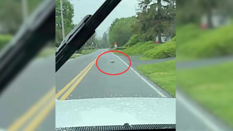 animal on road