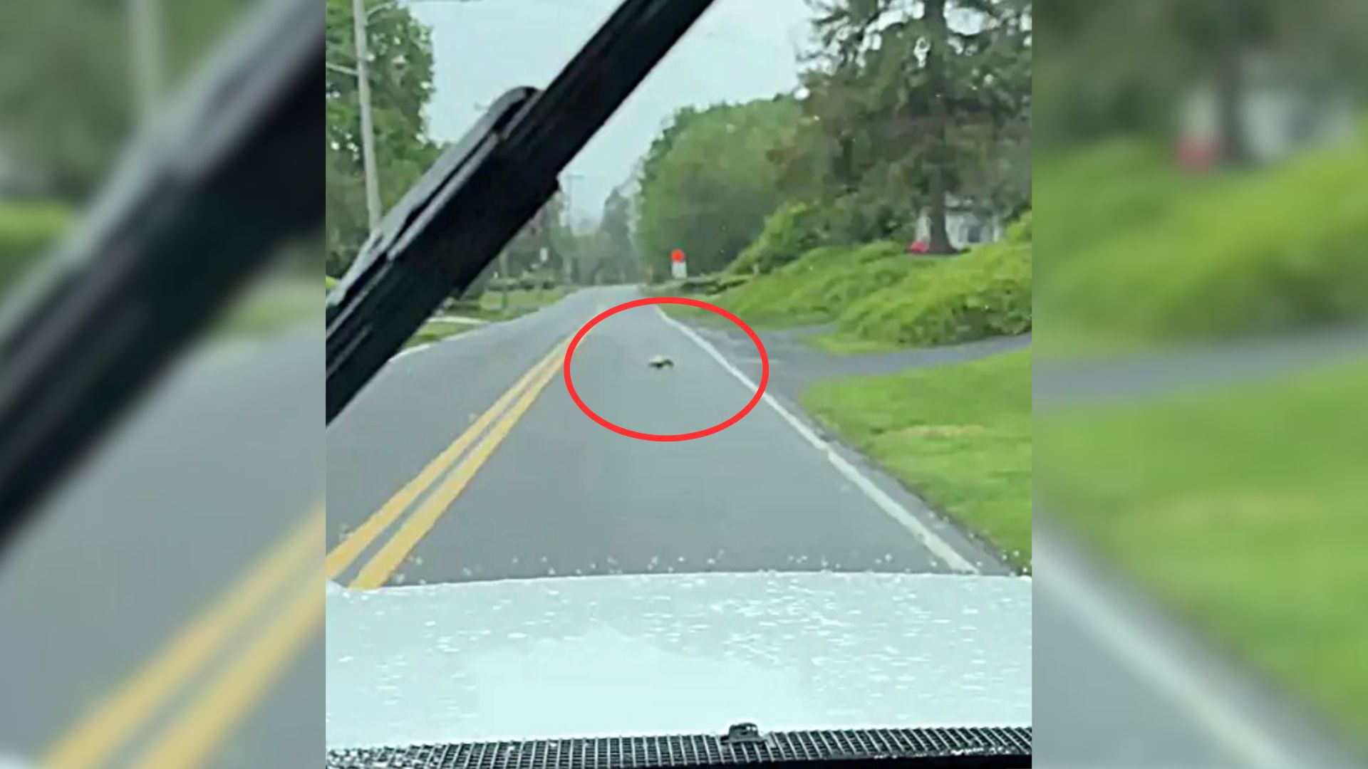 Driver From Pennsylvania Stopped When She Saw A Mystery Animal On The Road During A Rainstorm