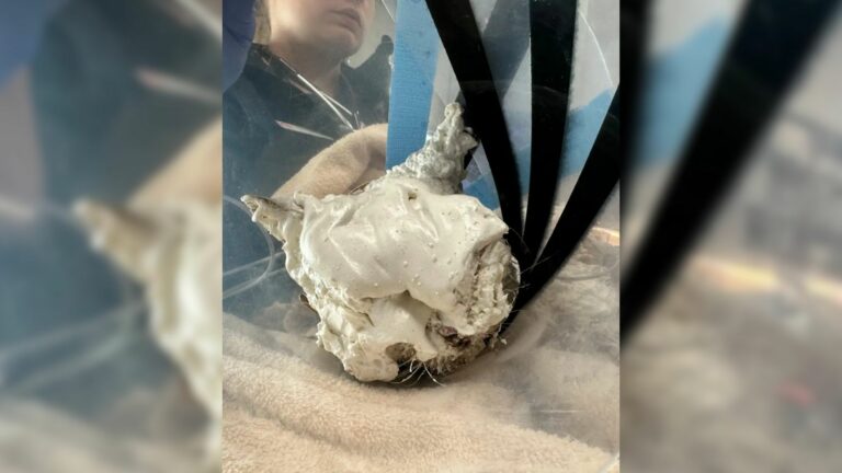 cat under foam