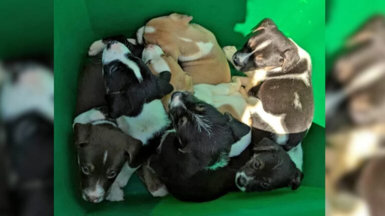 seven puppies