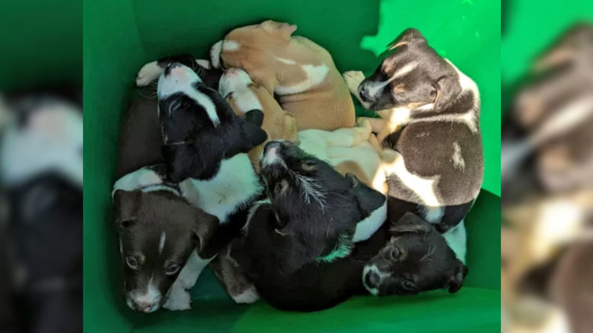 Family Was Shocked To Discover 7 Puppies Dumped In A Ditch On The Side Of A Busy Kansas Road
