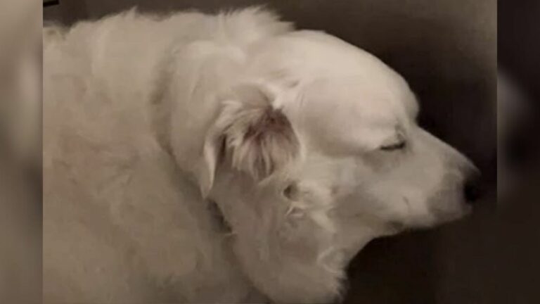 deaf dog