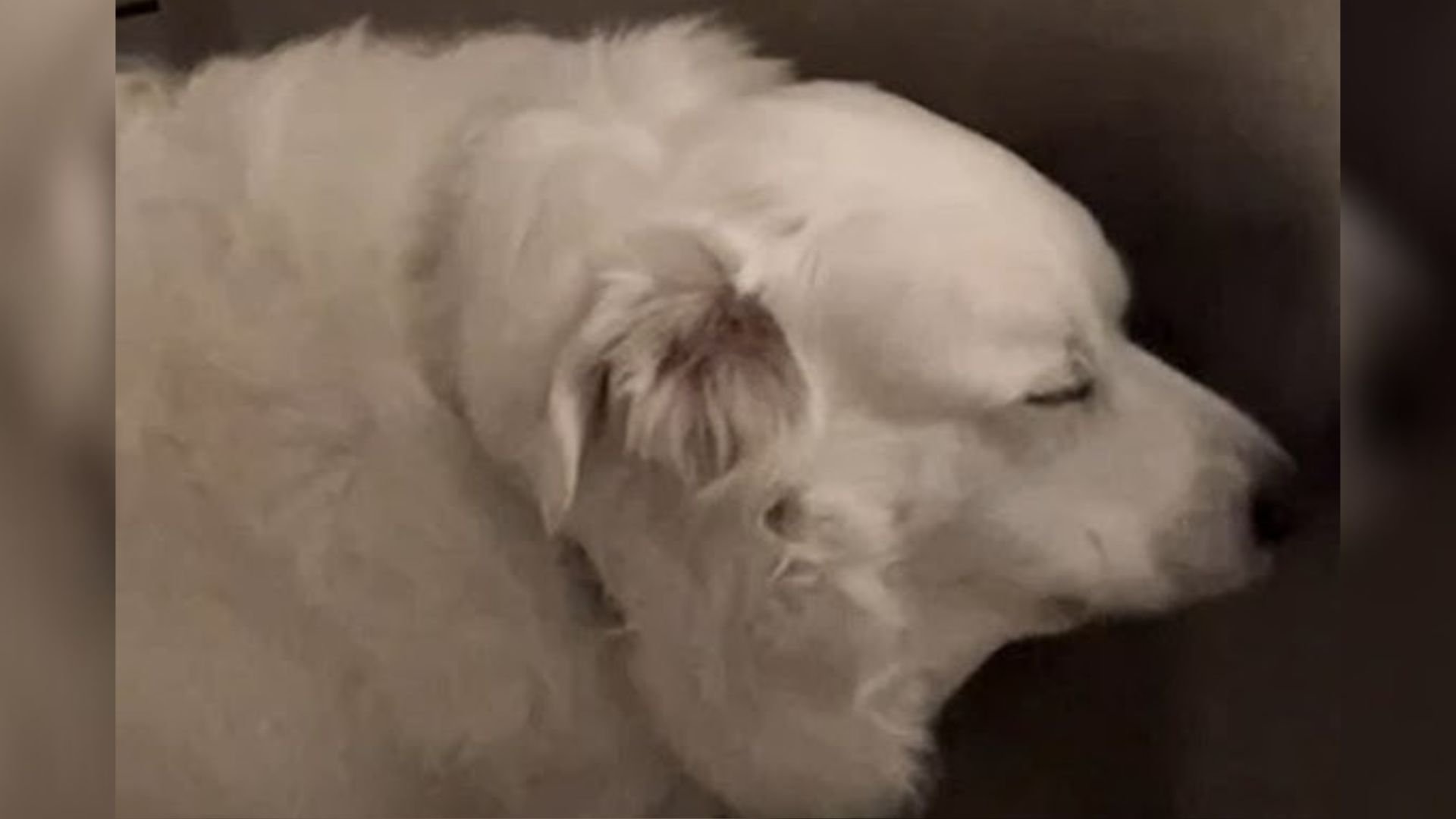 deaf dog