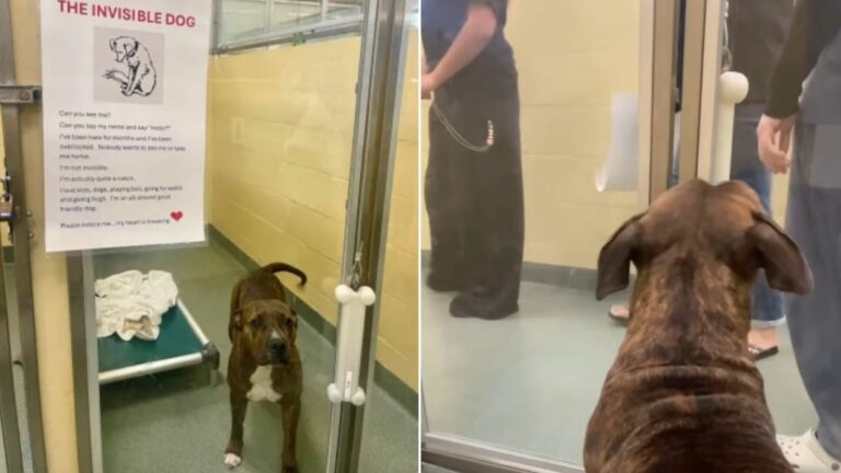 Barisals Secret Escape: This Overlooked Hotel Changed Everything Forever