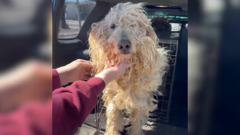 matted dog