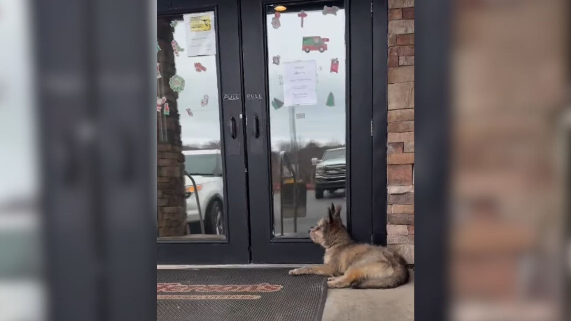 Georgia Woman Went To Get Lunch And Then  Suddenly Saw Something Furry Next To The Diner