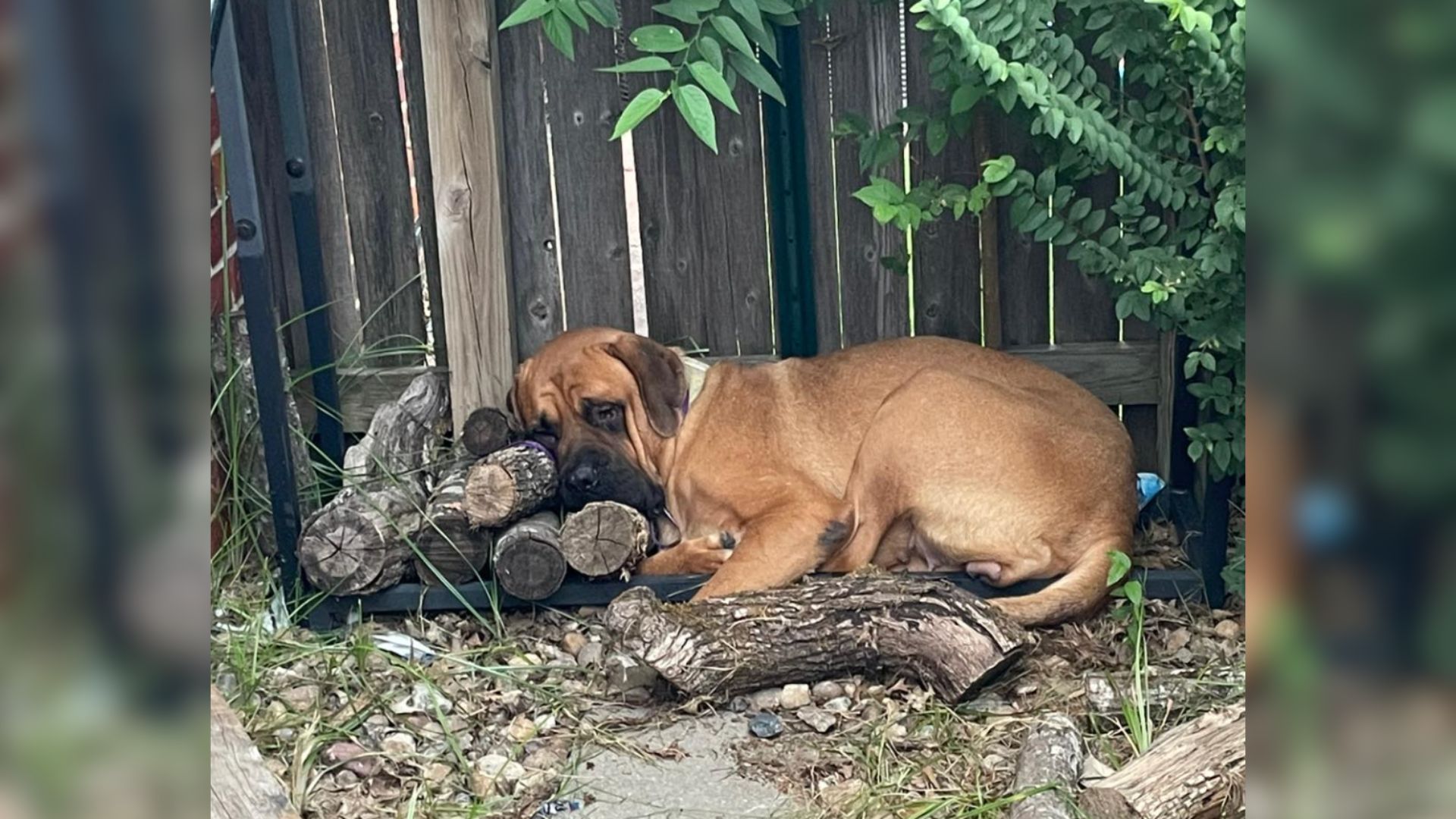 Giant Oklahoma Mastiff Was Terrified Of People, Now She’s The Sweetest Foster Mom
