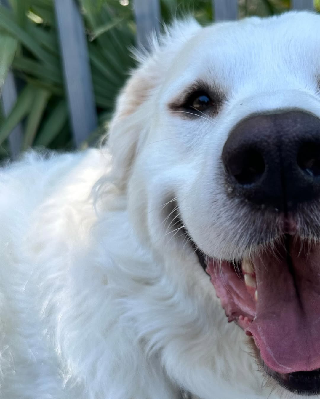 Gorgeous white dog