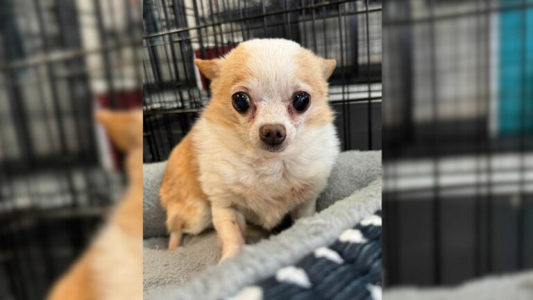 tiny chihuahua