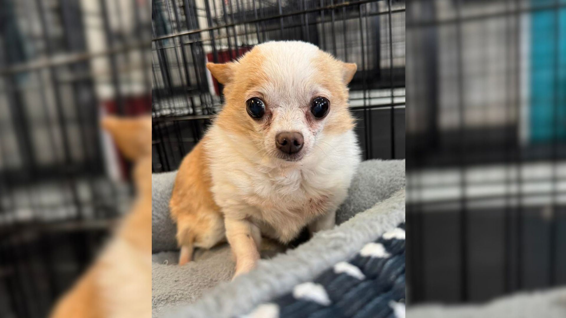 Grumpy, Hamster-Sized Senior Chihuahua Without Teeth From Oklahoma Shelter Wins Over Everyone