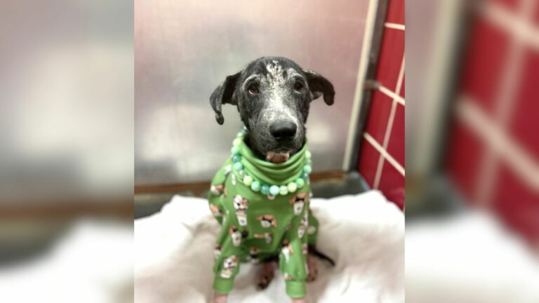 dog with clothes on