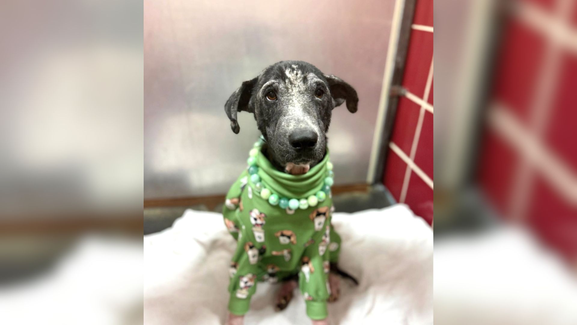 Hairless Dog Abandoned In Texas Park Was Facing Euthanasia Because No One Wanted Her