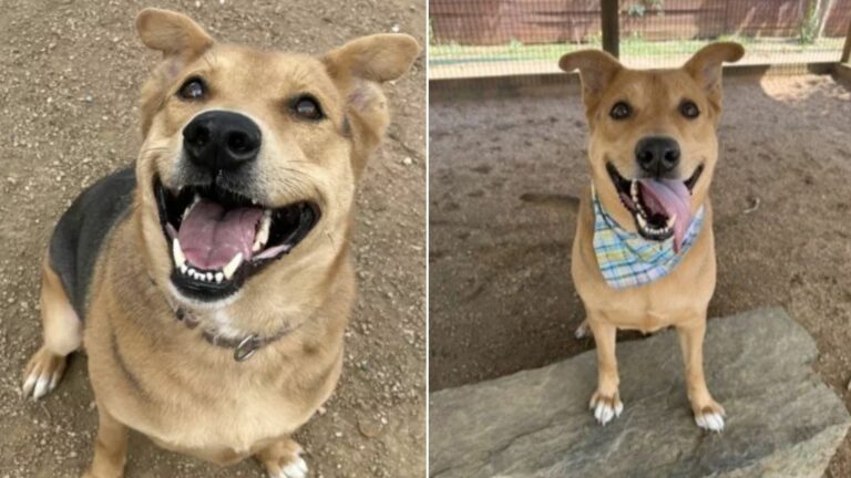 happy dog