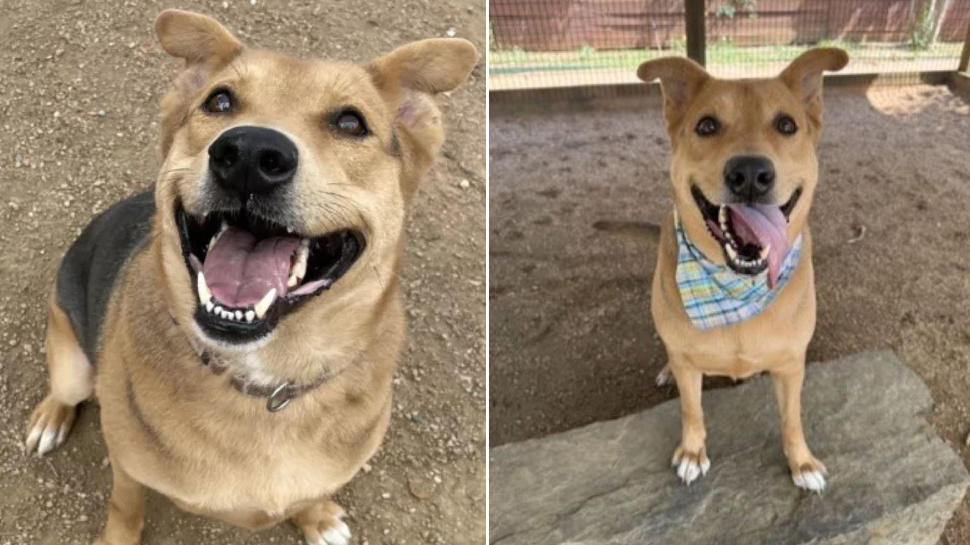 Happiest Doggo Abandoned At A Texas Shelter Struggles To Find A Home Even After 200 Days