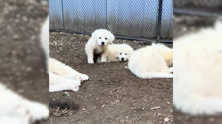 dog and seven puppies
