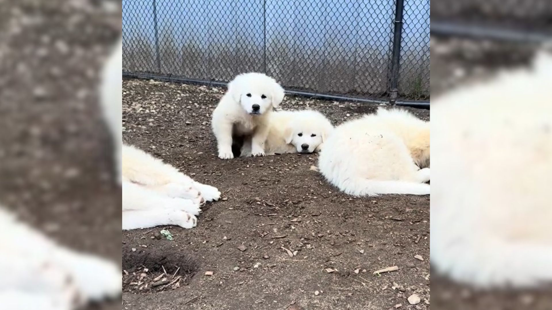 Heartbreak As Rescuers Learn The Reason Why A Tennessee Dog Carried Her 7 Puppies To A Neighbor’s House