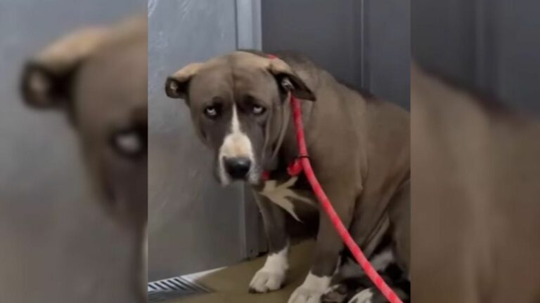 dog on leash