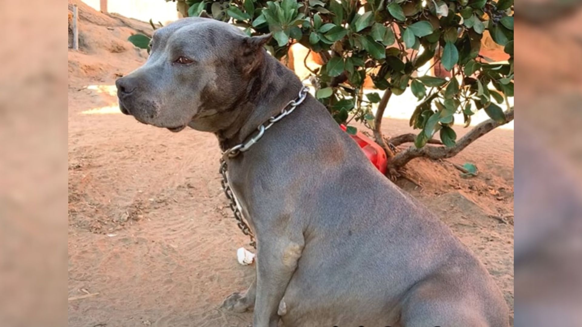 Heavily Pregnant Dog Living On A Chain In California Welcomes A Big Litter And A Second Chance