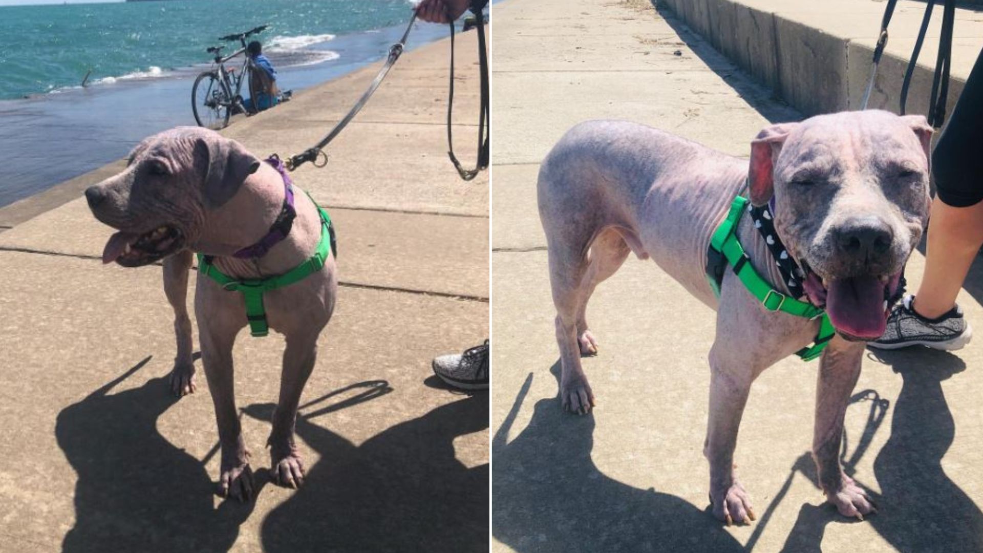 Illinois Pit Bull With No Fur Was Dumped By His Family, His Transformation Stuns Everyone