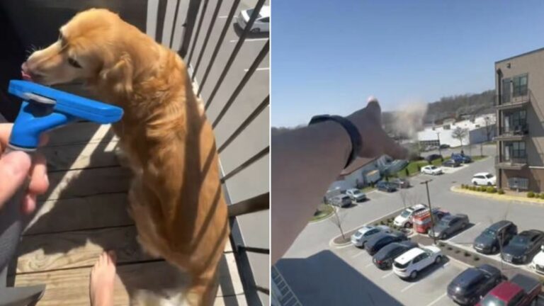 dog on balcony