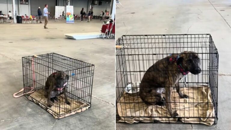 dog in crate