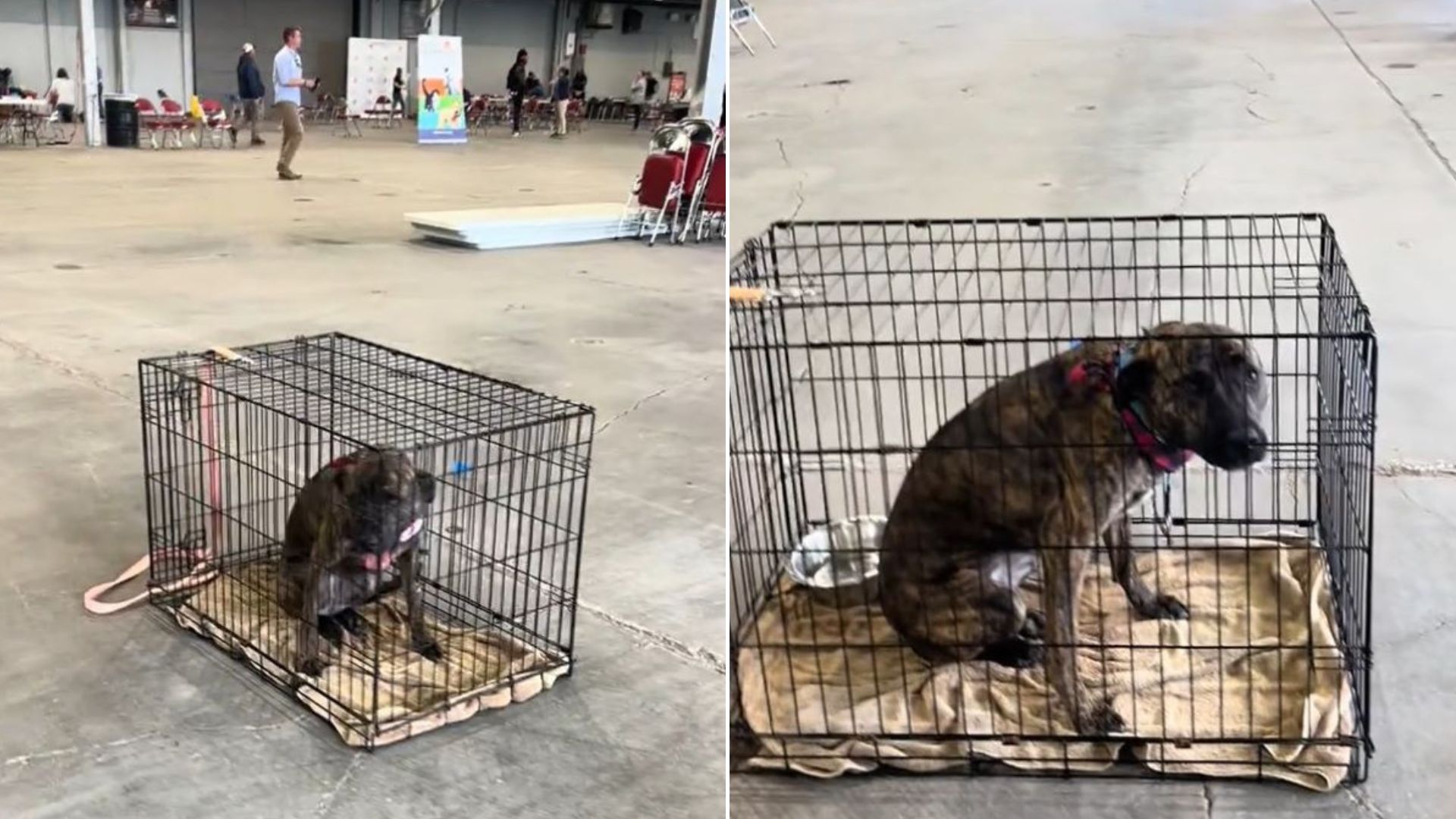 Kentucky Pup Who Was Returned Twice Felt Heartbroken Because Everyone Ignored Her At Adoption Event