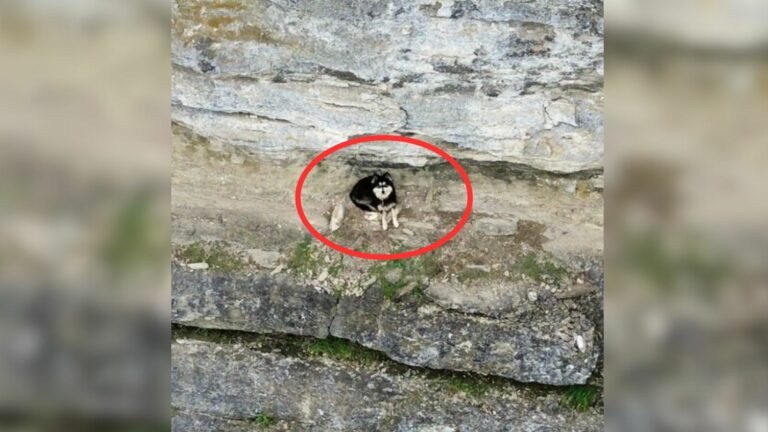 dog on cliff