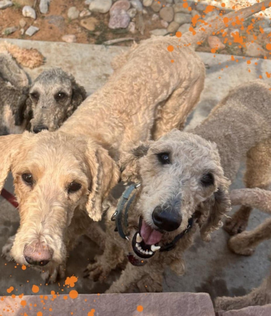 Labradoodle dogs