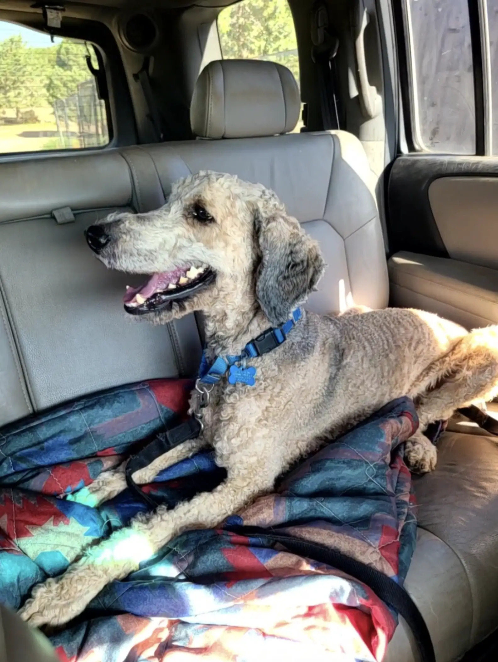Labradoodle in car