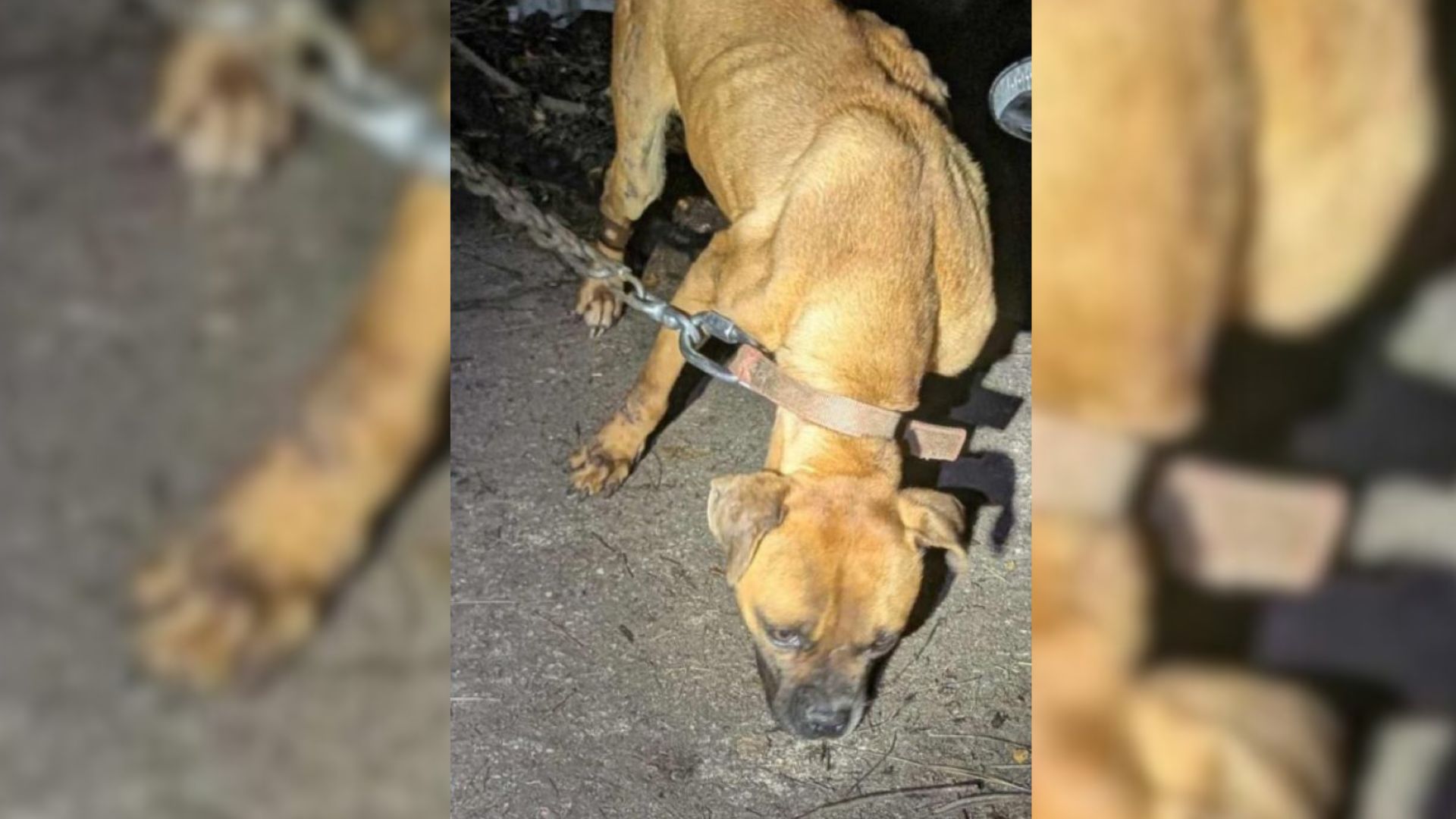 Malnourished Chained Pup From North Carolina Who Craved Love Her Whole Life Gets A Second Chance