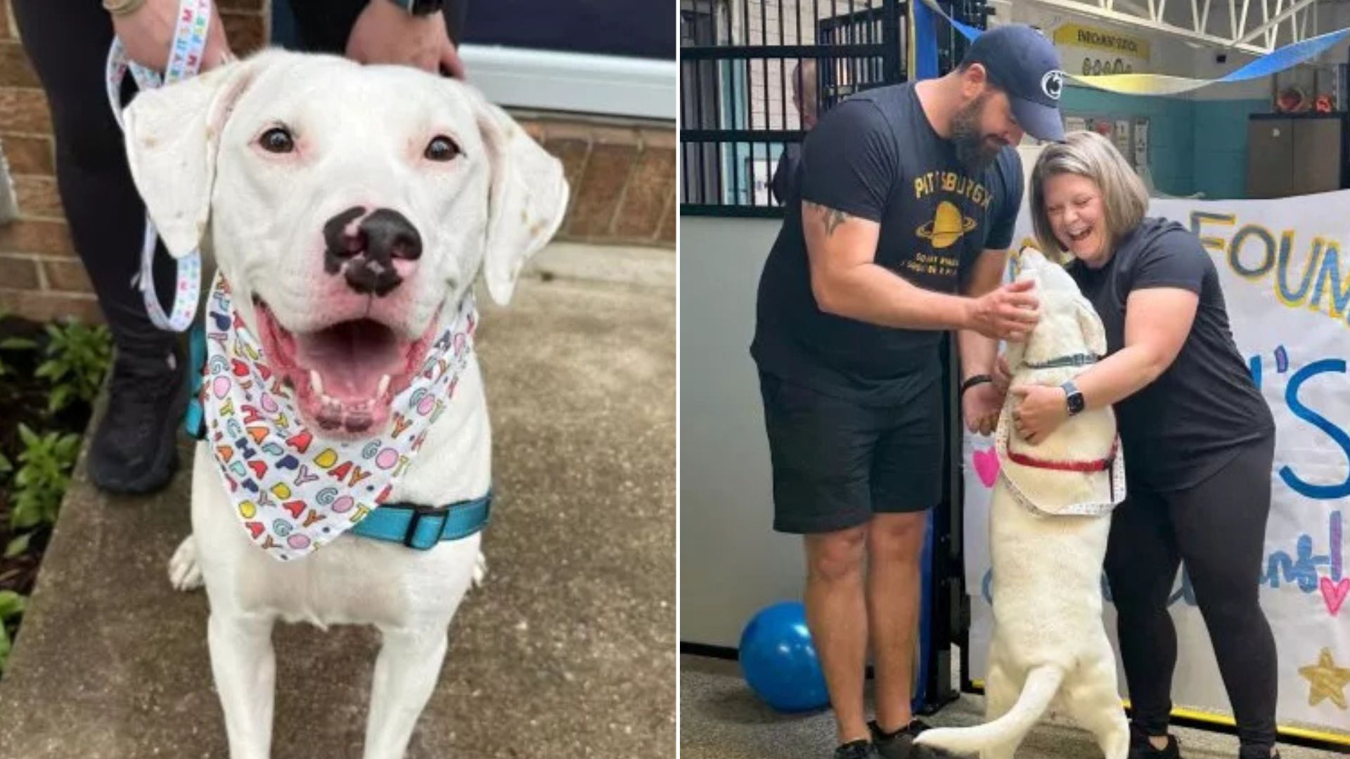 Mama Dog Who Watched Her Puppies Go To New Homes Waited 227 Days At Virginia Shelter For Happiest News