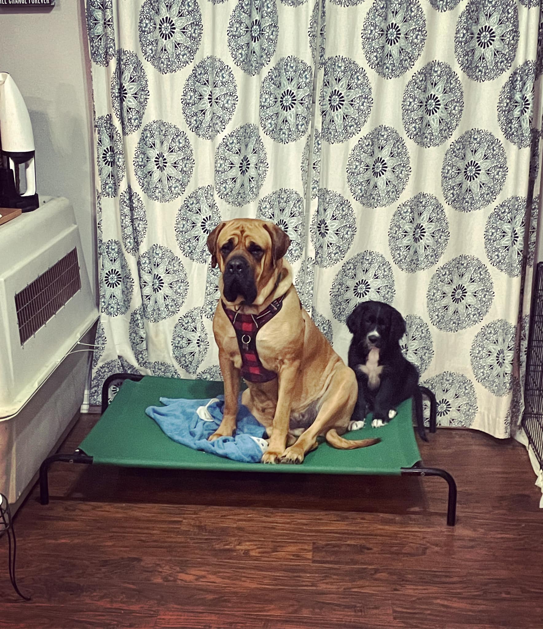 Mastiff and tiny black dog