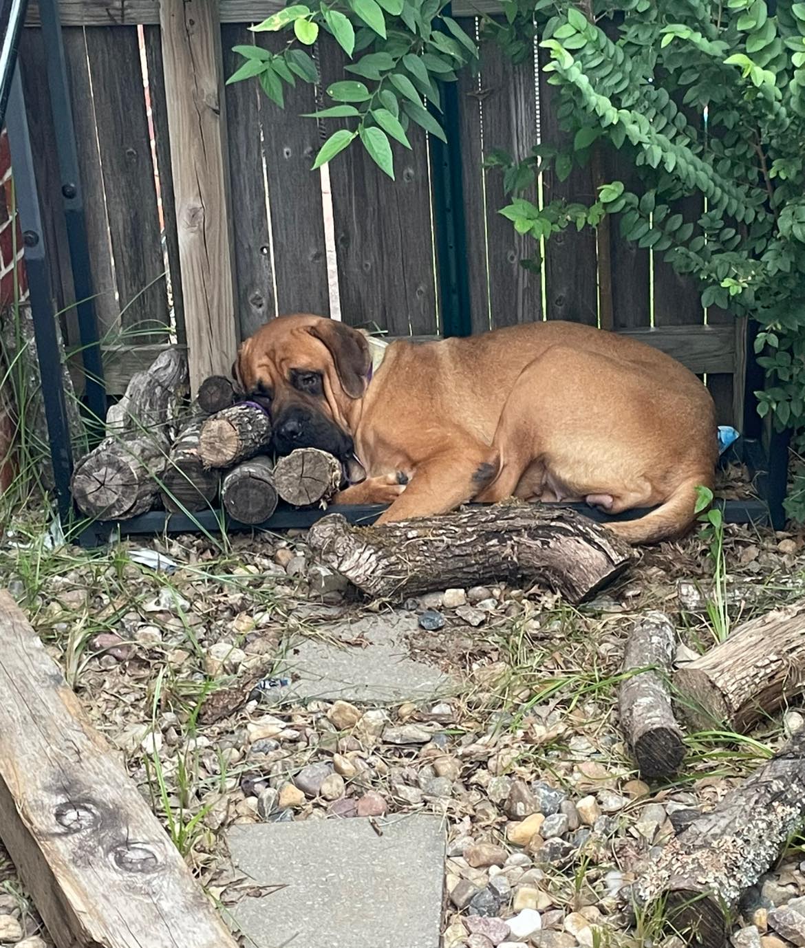 Mastiff laying on wood